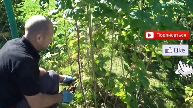 УХОД ЗА МАЛИНОЙ: ОСЕННЯЯ ОБРЕЗКА И ПОДКОРМКА смотреть онлайн