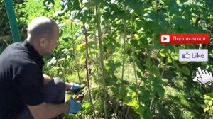 УХОД ЗА МАЛИНОЙ: ОСЕННЯЯ ОБРЕЗКА И ПОДКОРМКА