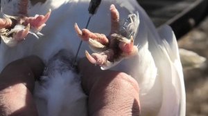 Вакцинация голубей!