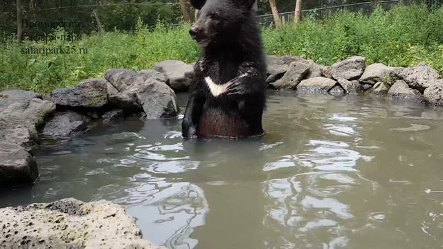 ЧЕРНОБУРКА В ПРИМОРСКОМ САФАРИ-ПАРКЕ смотреть онлайн