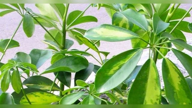 Шеффлера: уход в домашних условиях