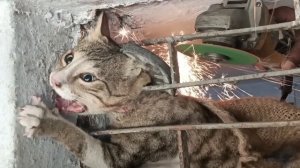 The Cat's Head trapped in Metal Shop Window