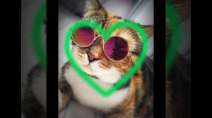 котики в очках