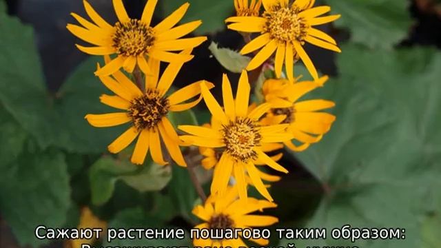 Бузульник зубчатый Брит Мари Кроуфорд: описание сорта