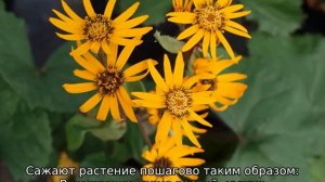Бузульник зубчатый Брит Мари Кроуфорд: описание сорта