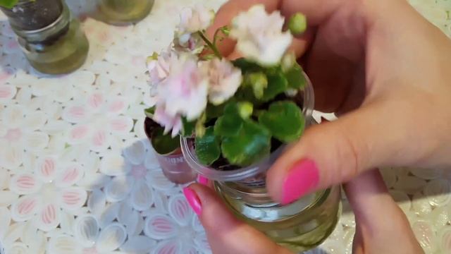 Мини фиалки: сложности в уходе. Мой опыт. Фиалки у Алисы. смотреть онлайн