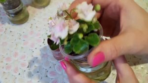 Мини фиалки: сложности в уходе. Мой опыт. Фиалки у Алисы.