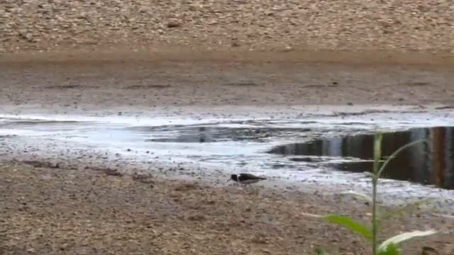 Кулик-сорока. смотреть онлайн