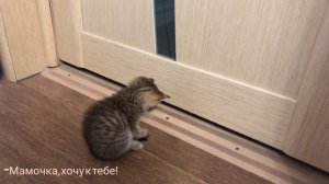 Кошка за дверью зовёт котёнка