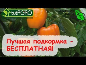 НАРАЩИВАЕМ ТОЛСТУЮ и СОЧНУЮ СТЕНКУ У ПЕРЦА! ТРИ варианта подкормки на любые возможности и кошельки!