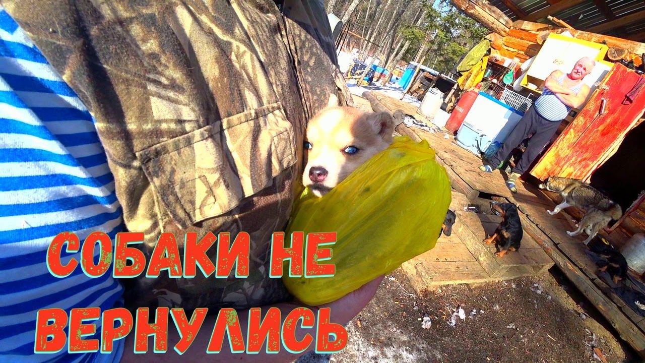 23 февраля на зимовье, собаки не вернулись. ТОЛЬКО 18+
