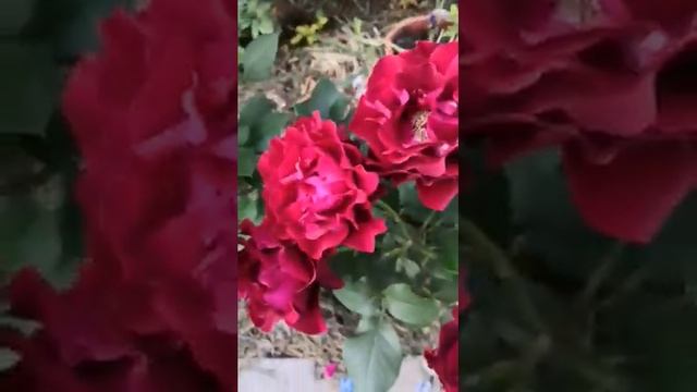 Роза Хайнц Винклер (Омаж э Барбара) смотреть онлайн