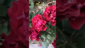 Роза Хайнц Винклер (Омаж э Барбара)