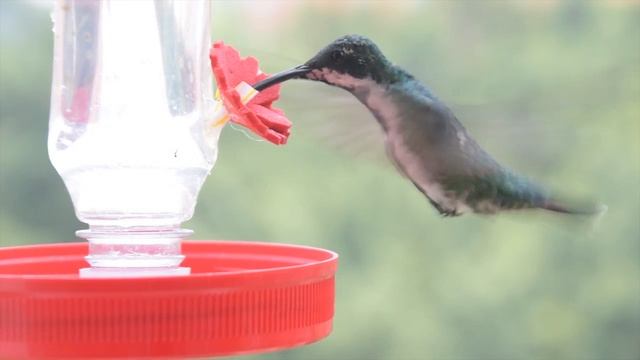 colibri Mango pechinegro hembra смотреть онлайн