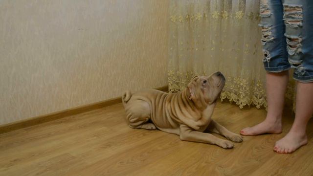 Шарпей Рози.Питомец Софии смотреть онлайн