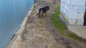 Выполнения команд, овчарки.