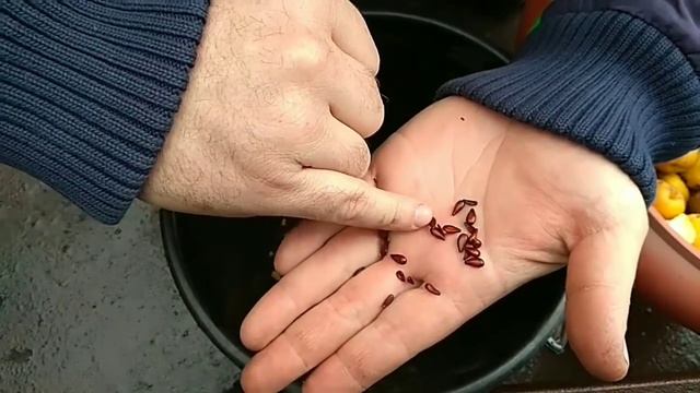 КАК ВЫРАСТИТЬ,РАЗМНОЖИТЬ АЙВУ ЯПОНСКУЮ ИЗ СЕМЯН.КАКОЕ КОЛИЧЕТВО СЕМЯН В ОДНОМ ЯБЛОЧКЕ.ЧАСТЬ 1. смотреть онлайн