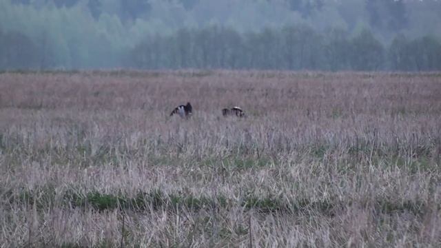 Тетерева Такуют
