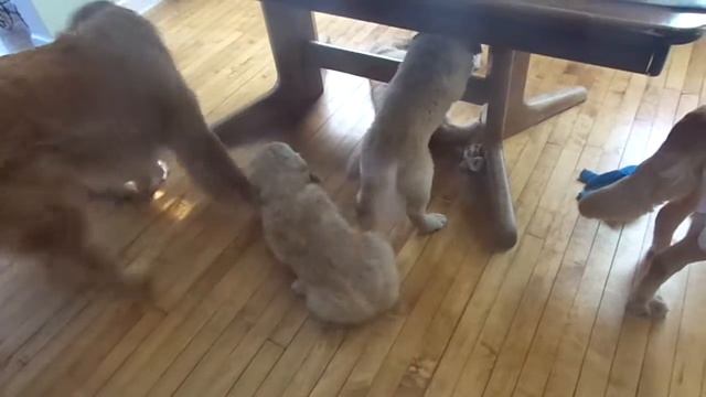 Ginger babys born June 202013