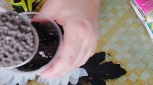 Эустома. Пикировка из торфяных таблеток.