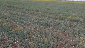 Состояние озимого рапса после морозов в засуху 21.04.2020