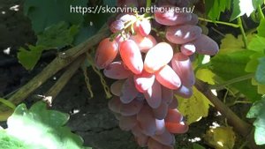 Сорта винограда 2018. Ася и Клеопатра - товарные красавицы