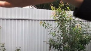 Закрываем живой изгородью забор из профнастила. Прогулка по периметру участка.