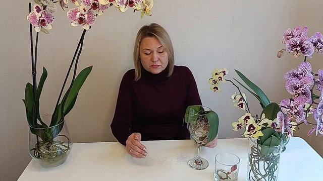 Почему гниют корни орхидеи . Что делать ? Как нарастить корни орхидеи .