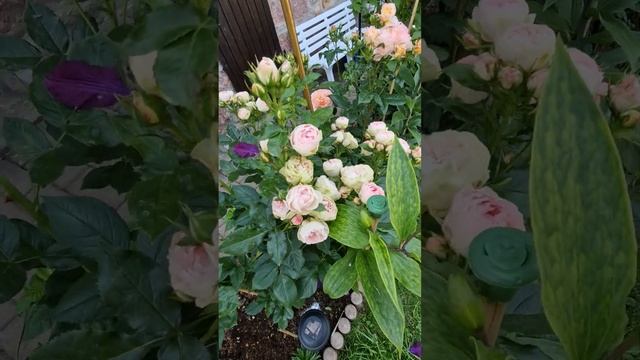 Роза Lovely Rokoko 18.06.23 смотреть онлайн