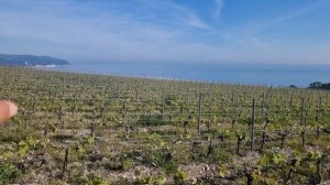 Как выращивают виноград в Шато де Талю. Виноградник Ткачева в Геленджике.