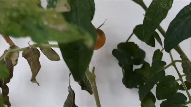 Осенняя ЯРМАРКА/ Зелень на балконе/ ЖАРЕНАЯ картошка на обед смотреть онлайн