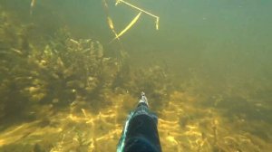 Подводная охота Астрахань раскаты июль 2020