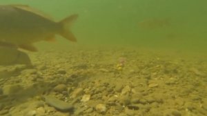 Лучший способ ловли карпа Супер горох подводное видео 2016