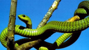 Змей Мира №7 - Бумсланг африканский / Dispholidus typus