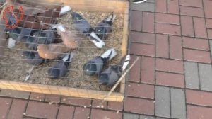 Ярмарка голубей. Чаплыгин, Липецкая обл., 14.10.2023г.