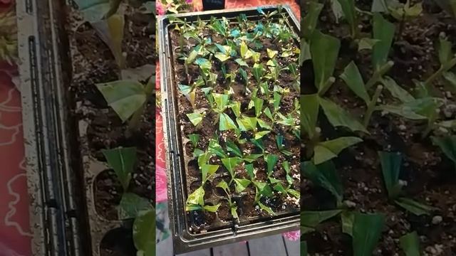 Мой новый череночник! лёгкое и удобное укоренение флоксов,гортензии,петуньи- и др.цветов смотреть онлайн