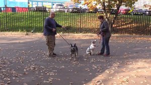 Социализация щенка, встреча с агрессивной собакой