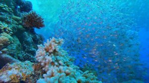 [NEW] 24H Stunning 4K Underwater Wonders - Relaxing Music | Coral Reefs, Fish & Colorful Sea Life