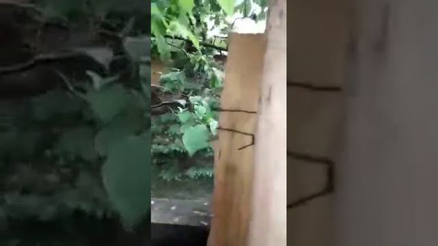 Московская дача это вам не х.й собачий смотреть онлайн