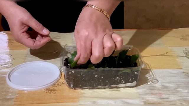 КАЛАНХОЭ🌿РАЗМНОЖЕНИЕ ЛИСТОМ. КАЛАНХОЭ ГУЛИНИ БАРГИДАН КУПАЙТИРИШ#каланхоэ