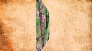 Бактериальный рак винограда часть 3. Предупреждение появления и распространения болезни.