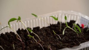 Срочно Подкормите Томаты СОДОЙ И Будете Собирать Урожай Ящиками До Осени! Лучшее Удобрение Помидор!