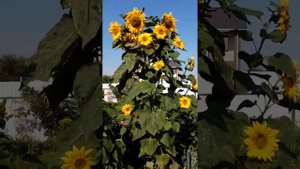 Подсолнухи с букетным цветением и белыми семечками