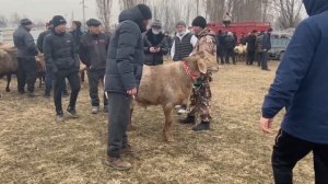 Выставка овец Арашан | Арашан койлорунун коргозмосу | Sheep exhibition Arashan