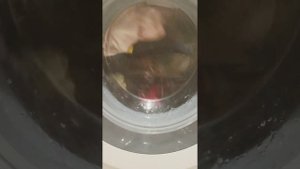 Новая стиральная машина BOSCH SERIE 4: Супер быстрая 30' 30°; 800 об/мин (начало стирки).