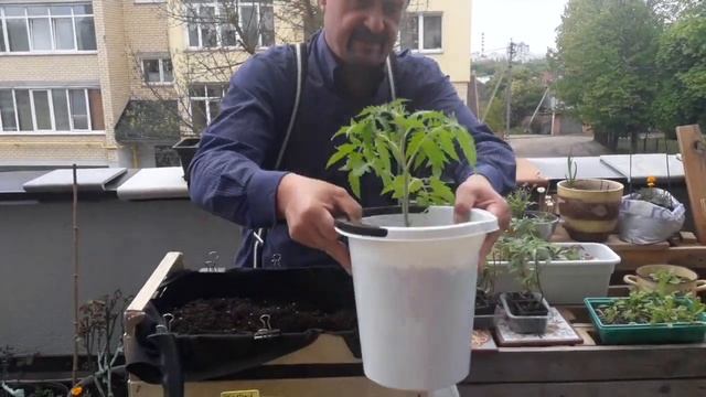 Как сделать мини-грядку для помидоров из деревянного ящика