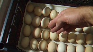 Хранение куриных инкубационных яиц