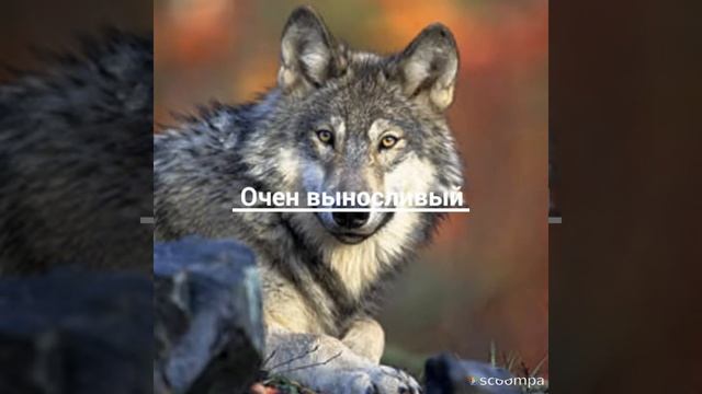 Пантера против волка смотреть онлайн