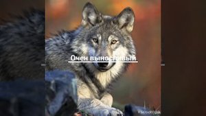 Пантера против волка