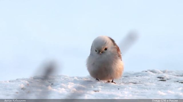 Ополовник или длиннохвостая синица птицы. Aegithalos caudatus bird